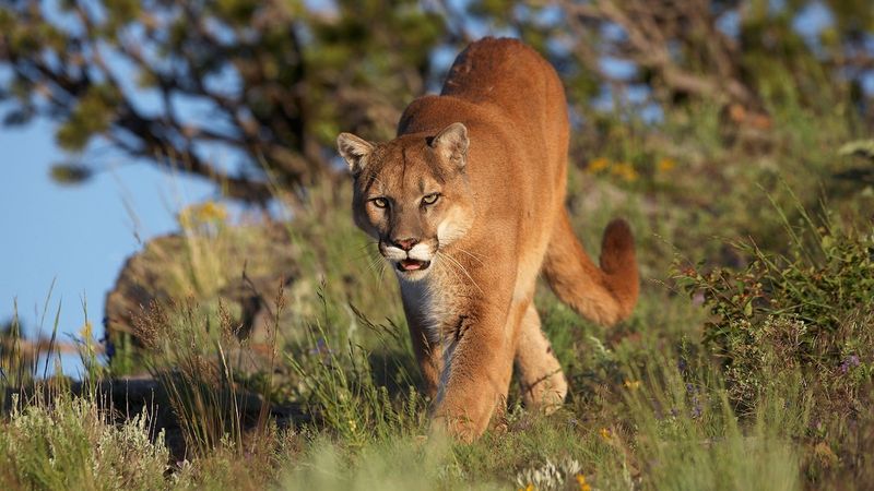 Cougar