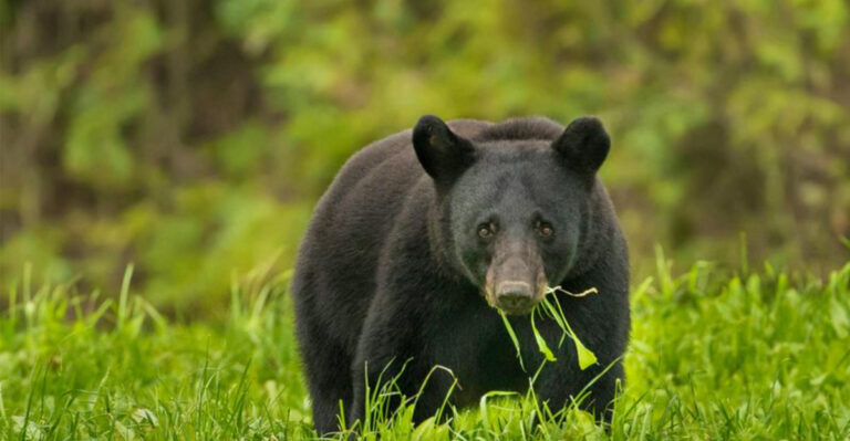 19 Wild Animals You Might Encounter In Washington’s Great Outdoors