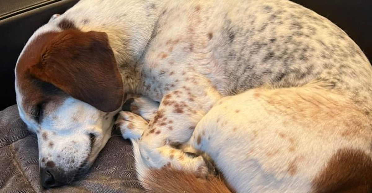 19 Signs Your Dog Might Be Approaching The End Of Life