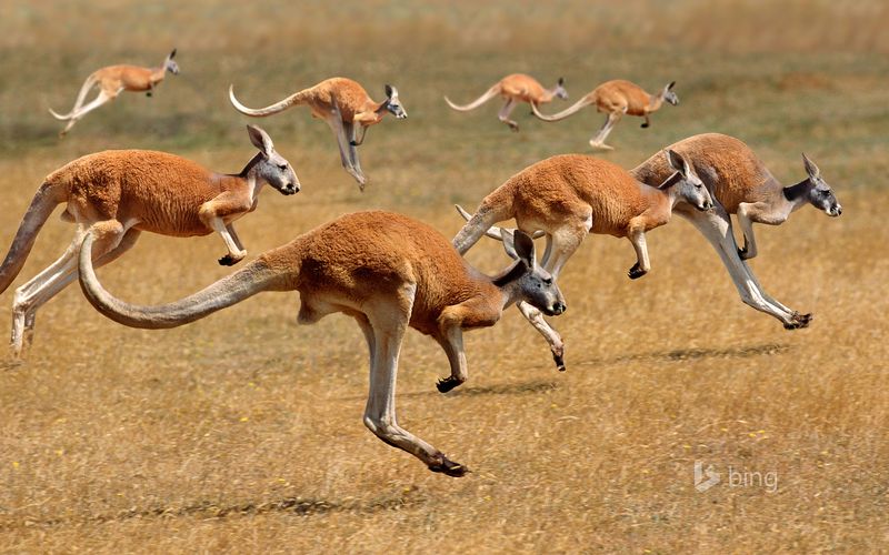 Kangaroo