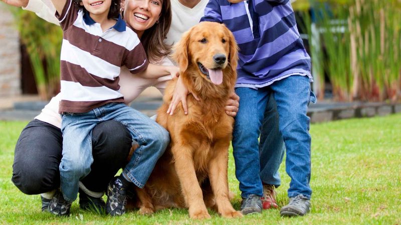 Golden Retrievers: The Sunshine Breed
