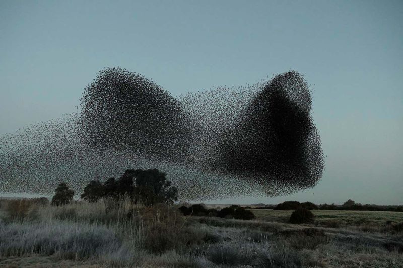 European Starling