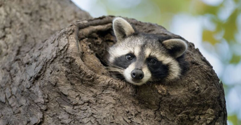 20 Once-Hated Animals That Are Now Essential To America’s Ecosystems