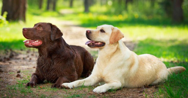 20 Popular Dog Breeds That Americans Love More Than Anything