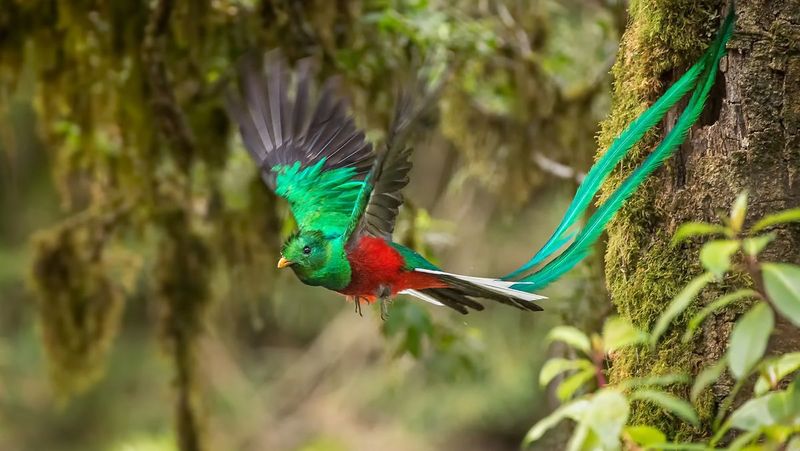 Resplendent Quetzal