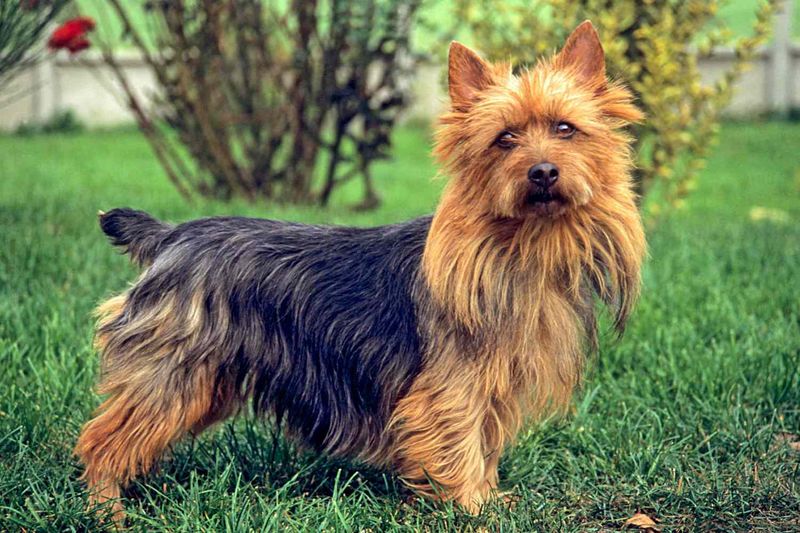 Australian Terrier