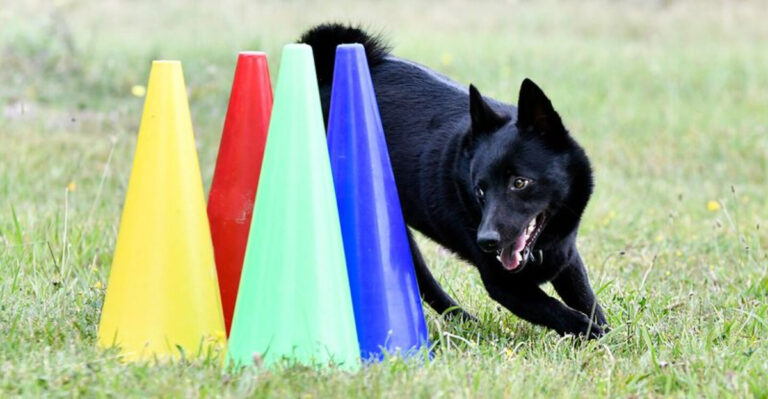 20 Surprisingly Trainable Dog Breeds That Most People Overlook