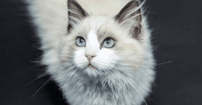 21 Adorable Cat Breeds That Are More Snuggles Than Scratches
