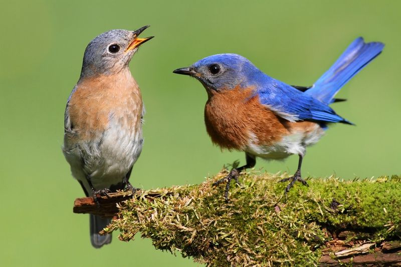 Eastern Bluebird