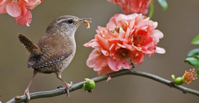21 Backyard Birds That Bring Peace And Good Luck To Your Home