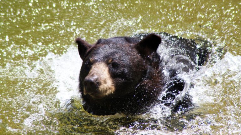 21 U.S. States Where Bears Roam Wild And Free