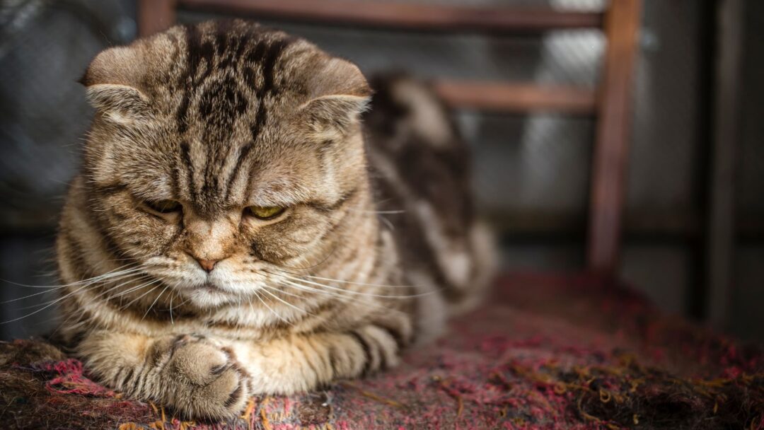 View of 19 Subtle Signs Your Cat Could Be In Pain (And How To Spot Them)