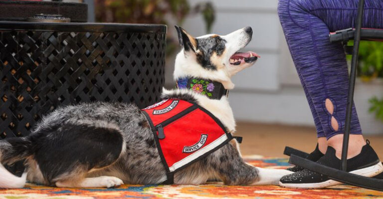22 Diseases And Conditions Dogs Can Detect In Humans Through Scent