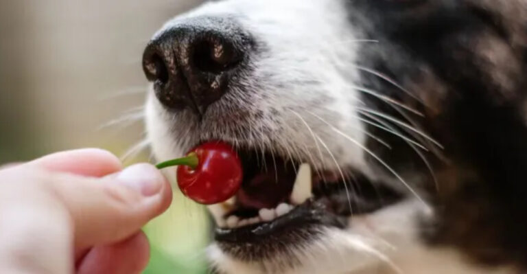 22 Everyday Items That Are Toxic To Dogs