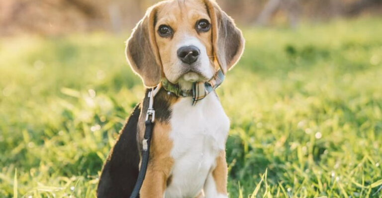 22 Rescued Dog Breeds That Will Forever Be Grateful For Their Second Chance
