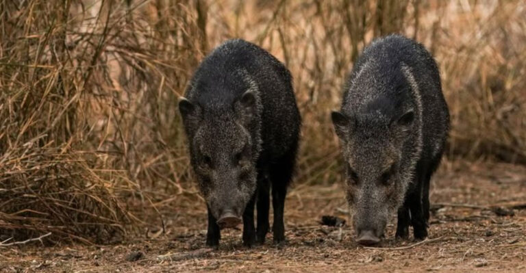 22 U.S. States Where Hikers Are Most Likely To Encounter Wild Hogs