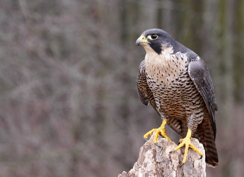 Peregrine Falcon