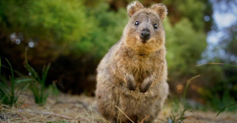 25 Of The Friendliest Animals On Earth That Thrive On Human Interaction