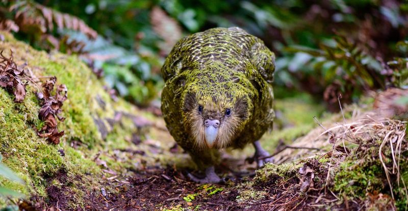 Kakapo