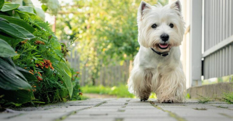 29 Smartest Small Dog Breeds: Little Dogs With Big Brains