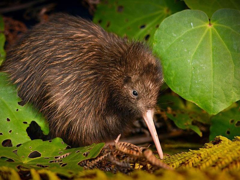 Kiwi Bird (New Zealand)