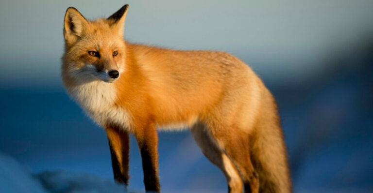 32 Photogenic U.S. Wildlife Species You Have To See