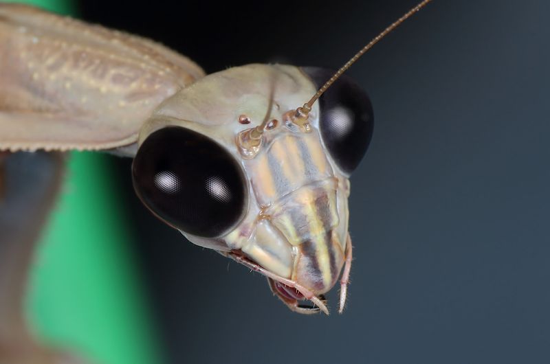 Binocular Vision Superior To Most Insects