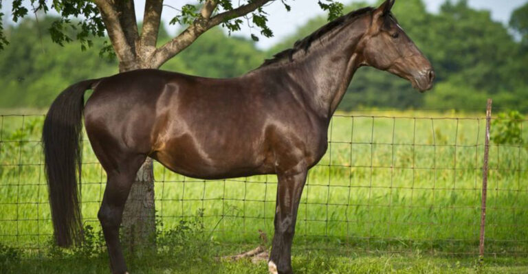 44 Fun And Fascinating Horse Facts You Didn’t Know Before