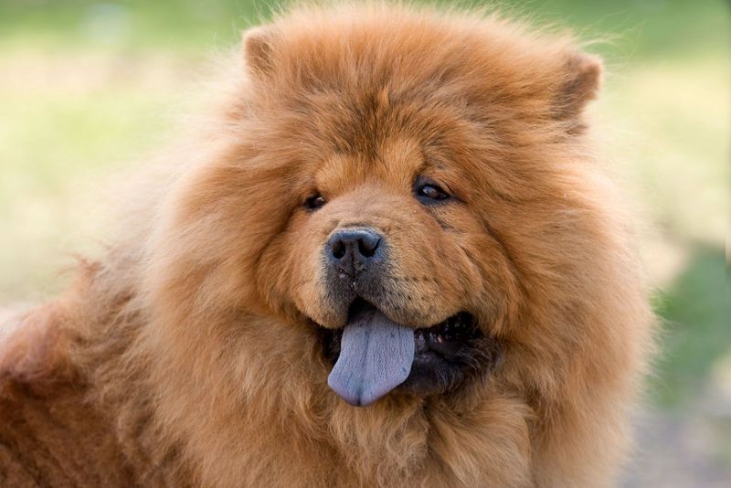 Chow Chow: The Aloof Guardian