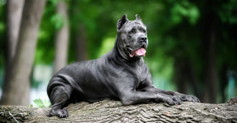 5 Dogs That May Turn On You And 10 That Stay True To Family