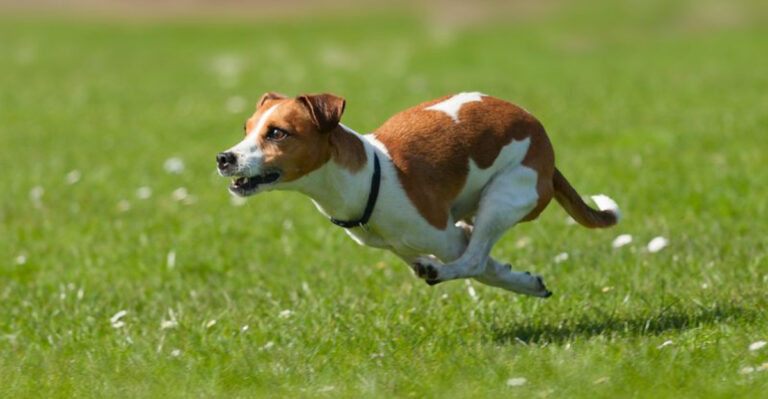 6 Dog Breeds That Come With Extra Baggage (And 11 That Are Incredibly Easygoing)
