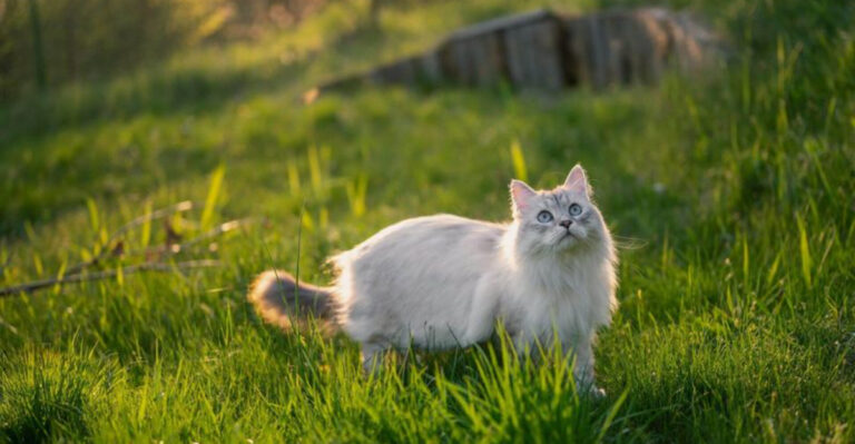 6 Reasons Your Cat Deserves An Outdoor Adventure And 6 Reasons She’s Better Off Inside