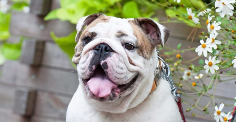 6 Ways Dogs Clearly Show Displeasure (And 10 Breeds That Rarely Complain)