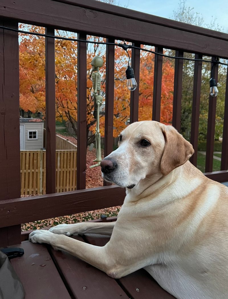 Labrador Retriever