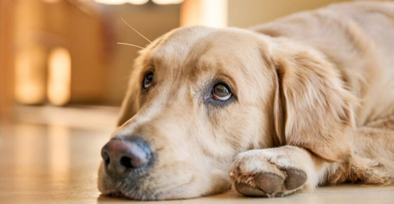 7 Affectionate Dog Breeds That Struggle With Being Left Alone (And 6 That Love It)