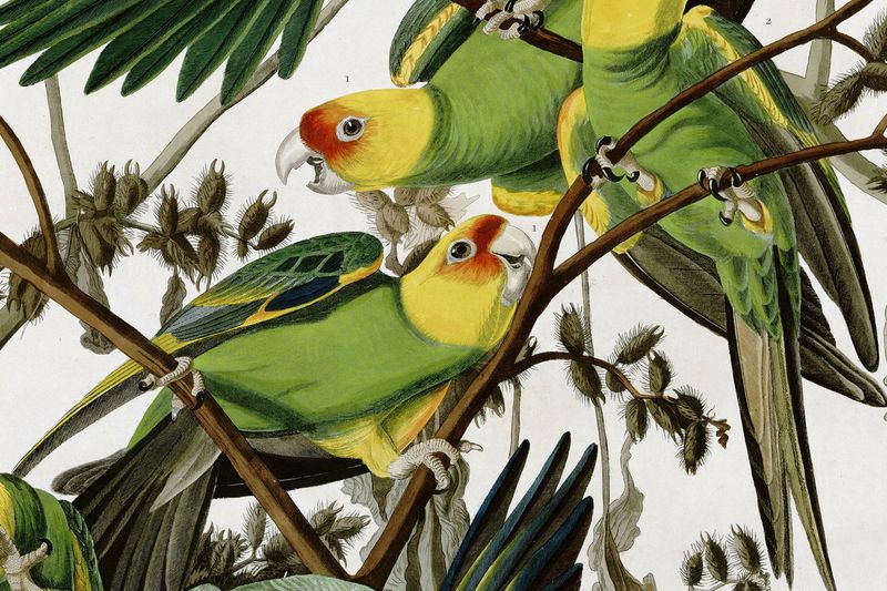 Ghost Of The Swamps: Carolina Parakeet
