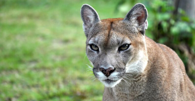 7 American Beasts That Disappeared And 7 You See Everywhere