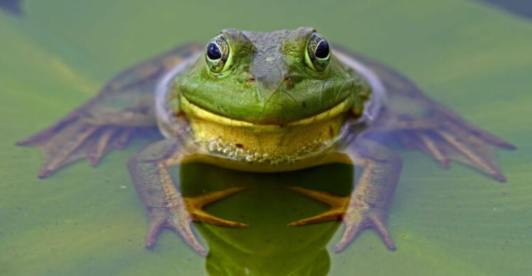 7 Amphibians Vanishing From American Wetlands And 7 That Are Thriving
