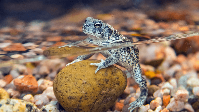 Ghost Of The Swamp: Wyoming Toad