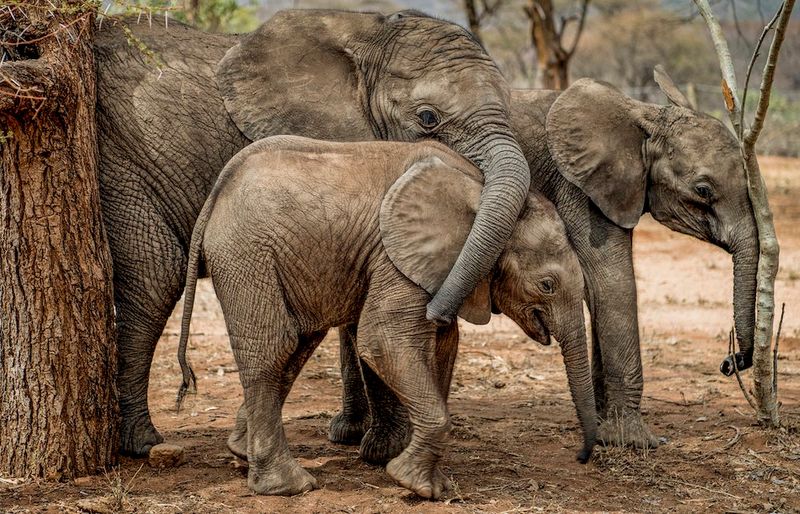 Gentle Giants: Elephants