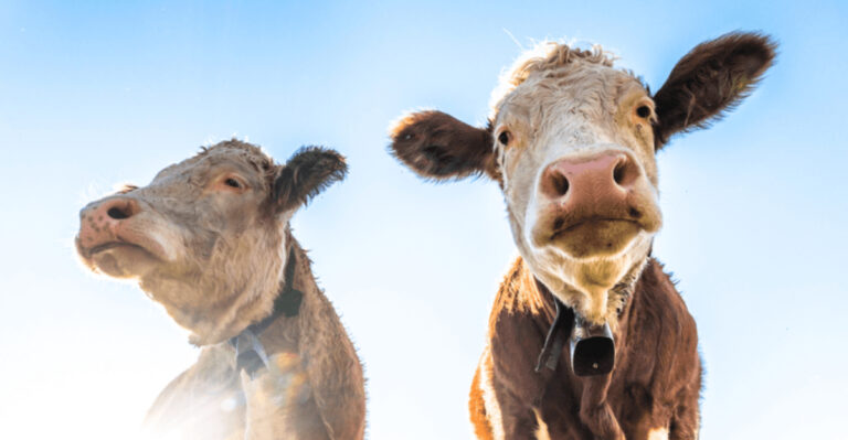 7 Animals Everyone Should Meet And 7 That Could Give You Nightmares