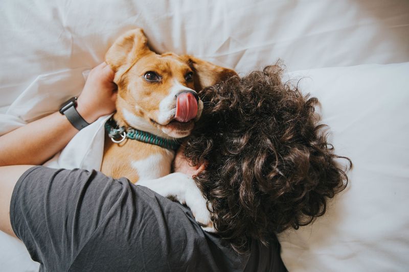 Loyal To The End: Dogs