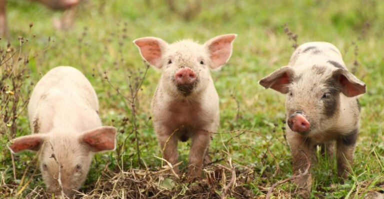7 Animals That Connect With Humans On The Deepest Levels – And 7 That Couldn't Care Less About Us