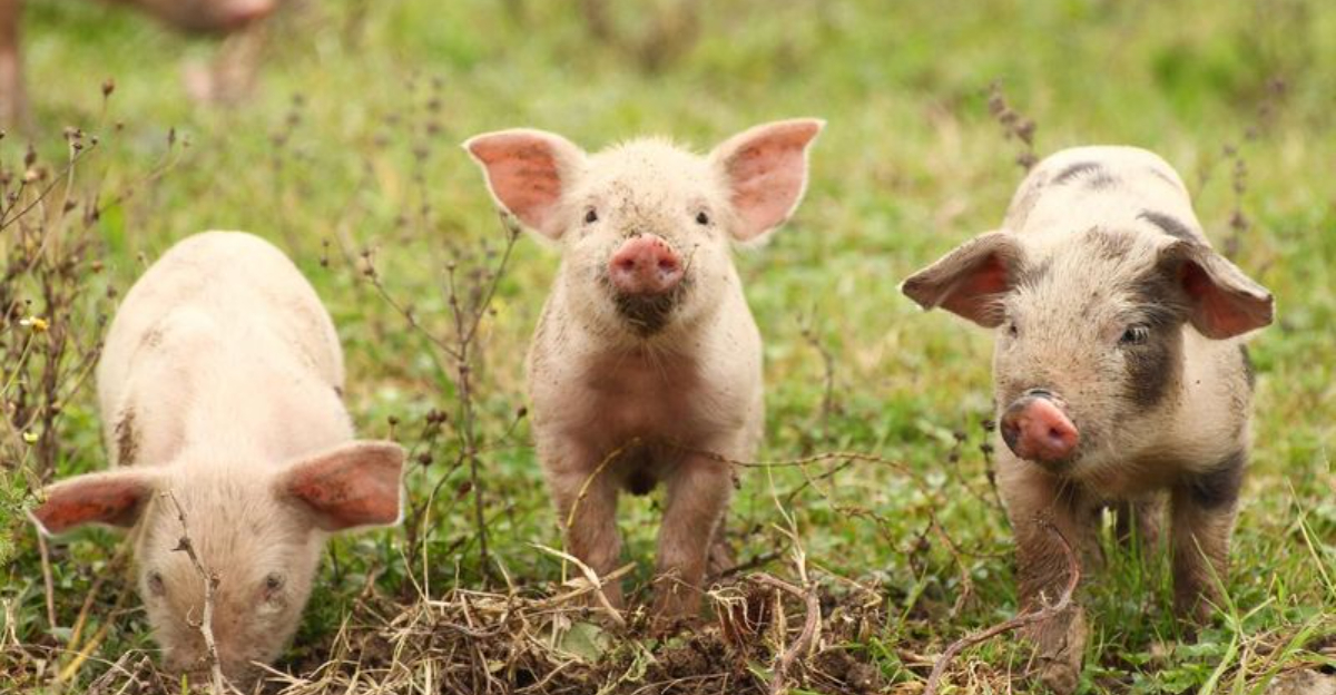 7 Animals That Connect With Humans On The Deepest Levels – And 7 That Couldn't Care Less About Us