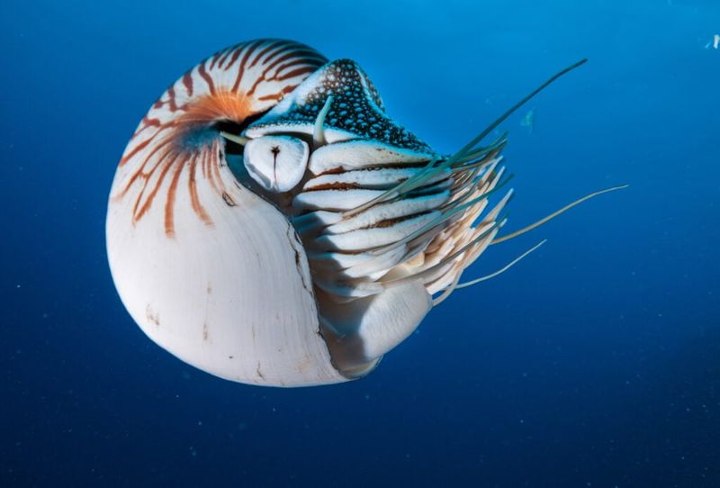 Nautilus: The Living Fossil Of The Deep