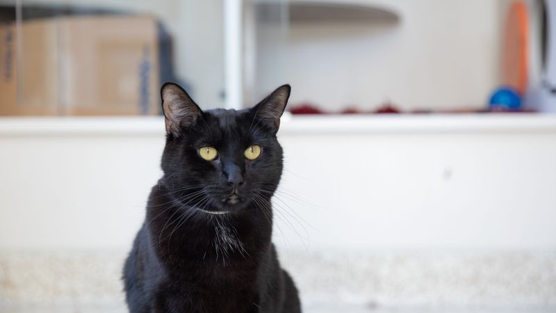 Black Cats - Superstition's Scapegoats
