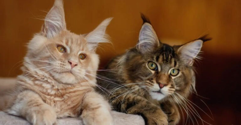7 Cat Breeds That Aim To Please (And 7 That Love To Rebel)