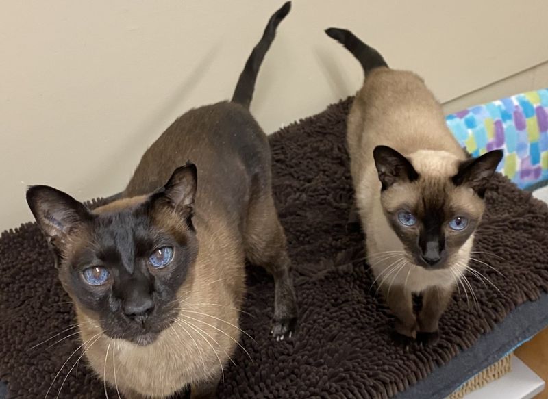 Siamese: Social Butterflies Of The Cat World