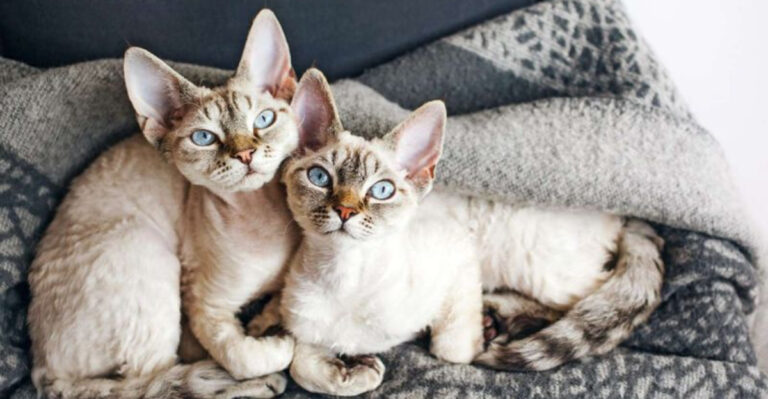 7 Cat Breeds That Do Best With A Friend & 7 That Shine Alone