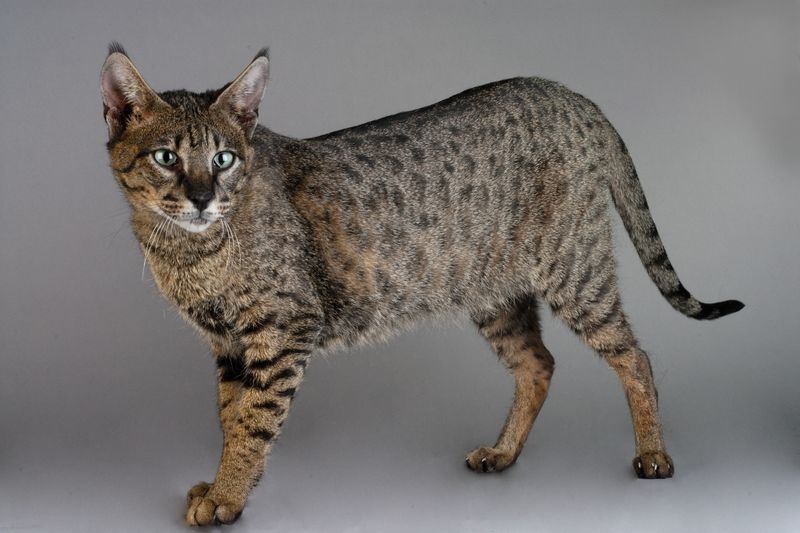 Savannah